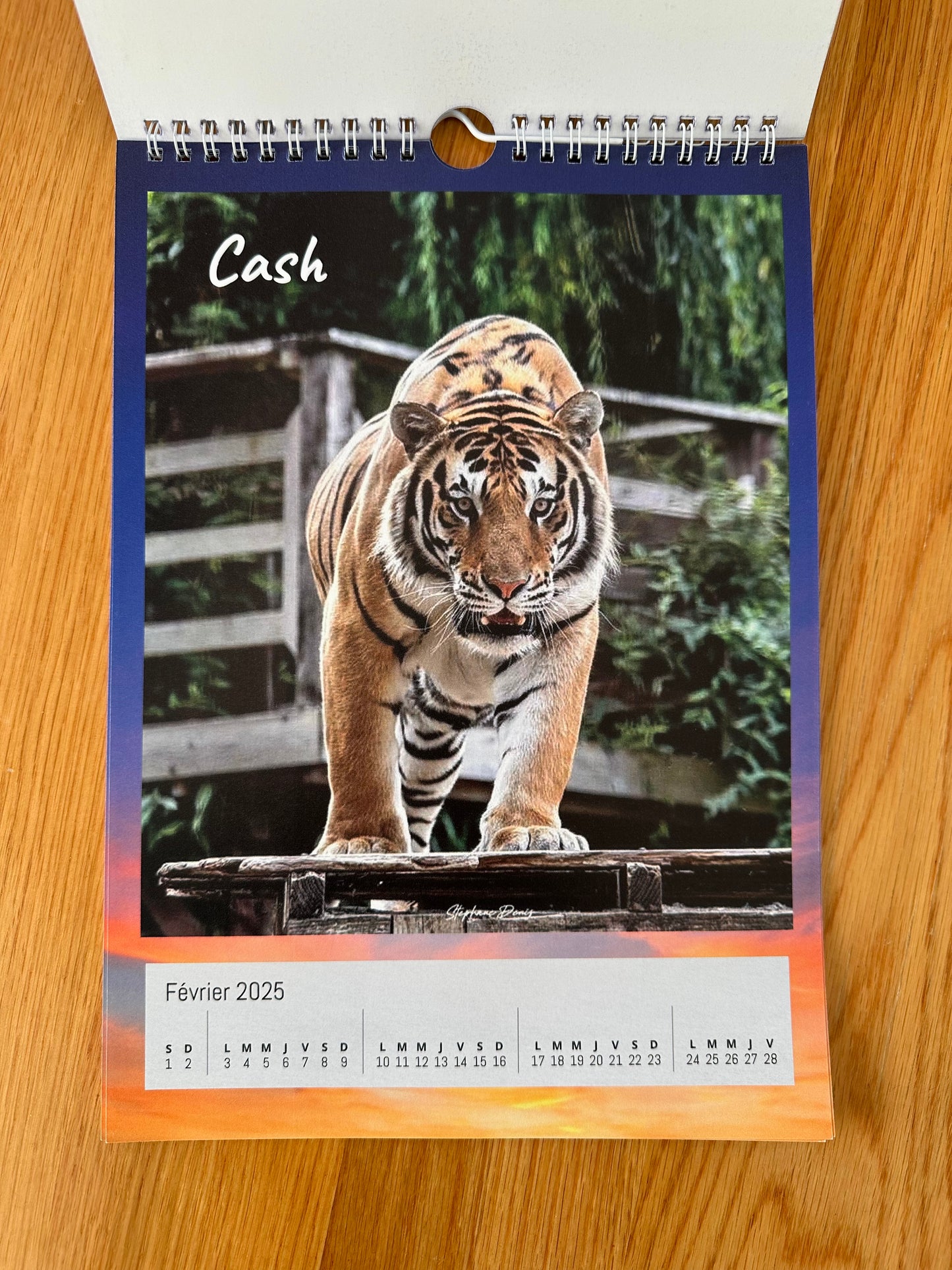 Calendrier 2025 Caresse de Tigre