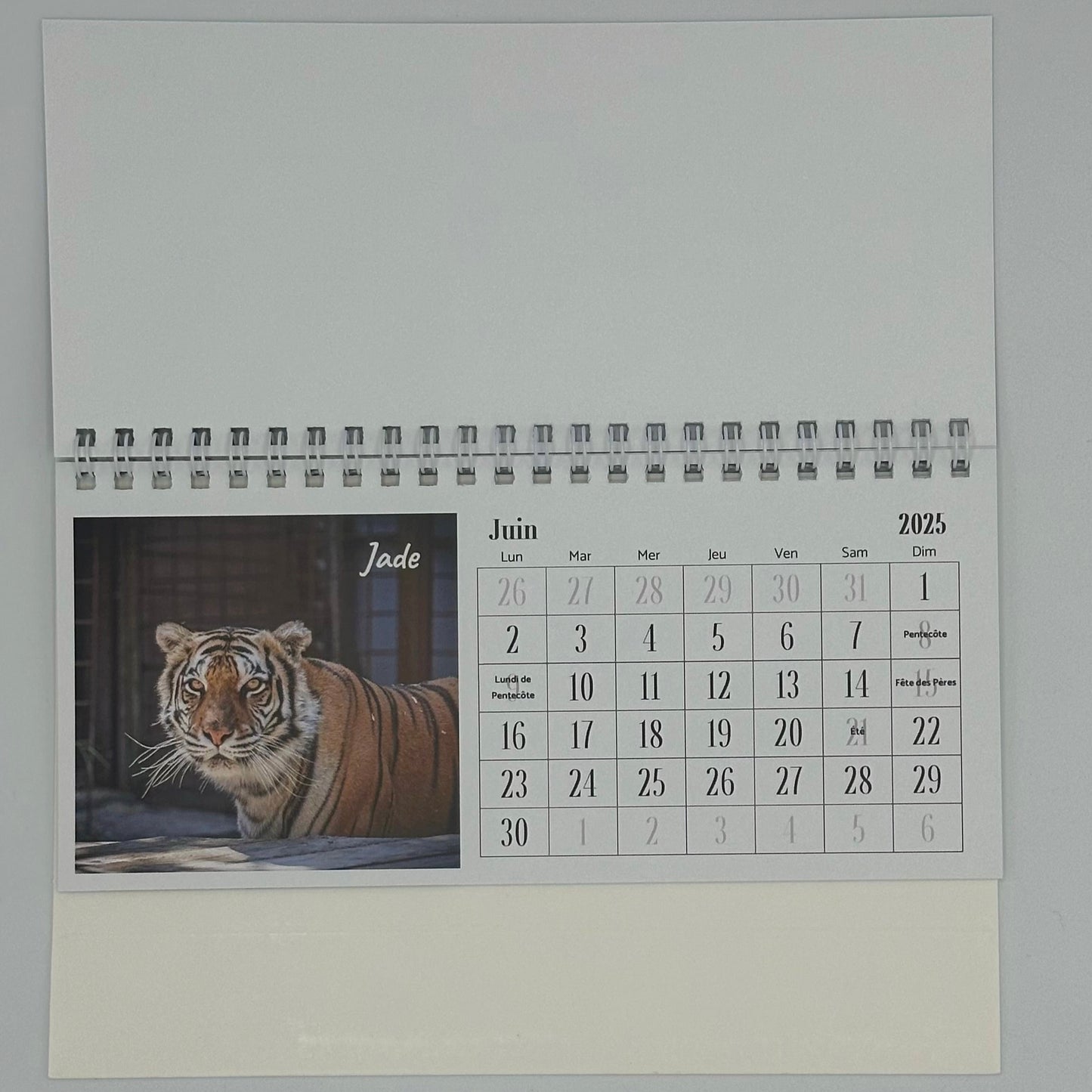 Calendrier de bureau 2025 - Caresse de Tigre
