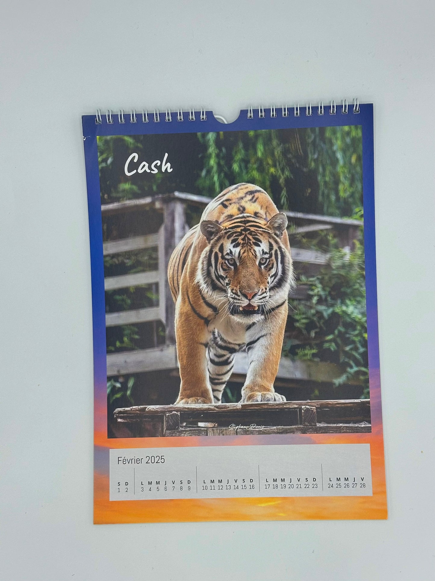 Calendrier 2025 Caresse de Tigre