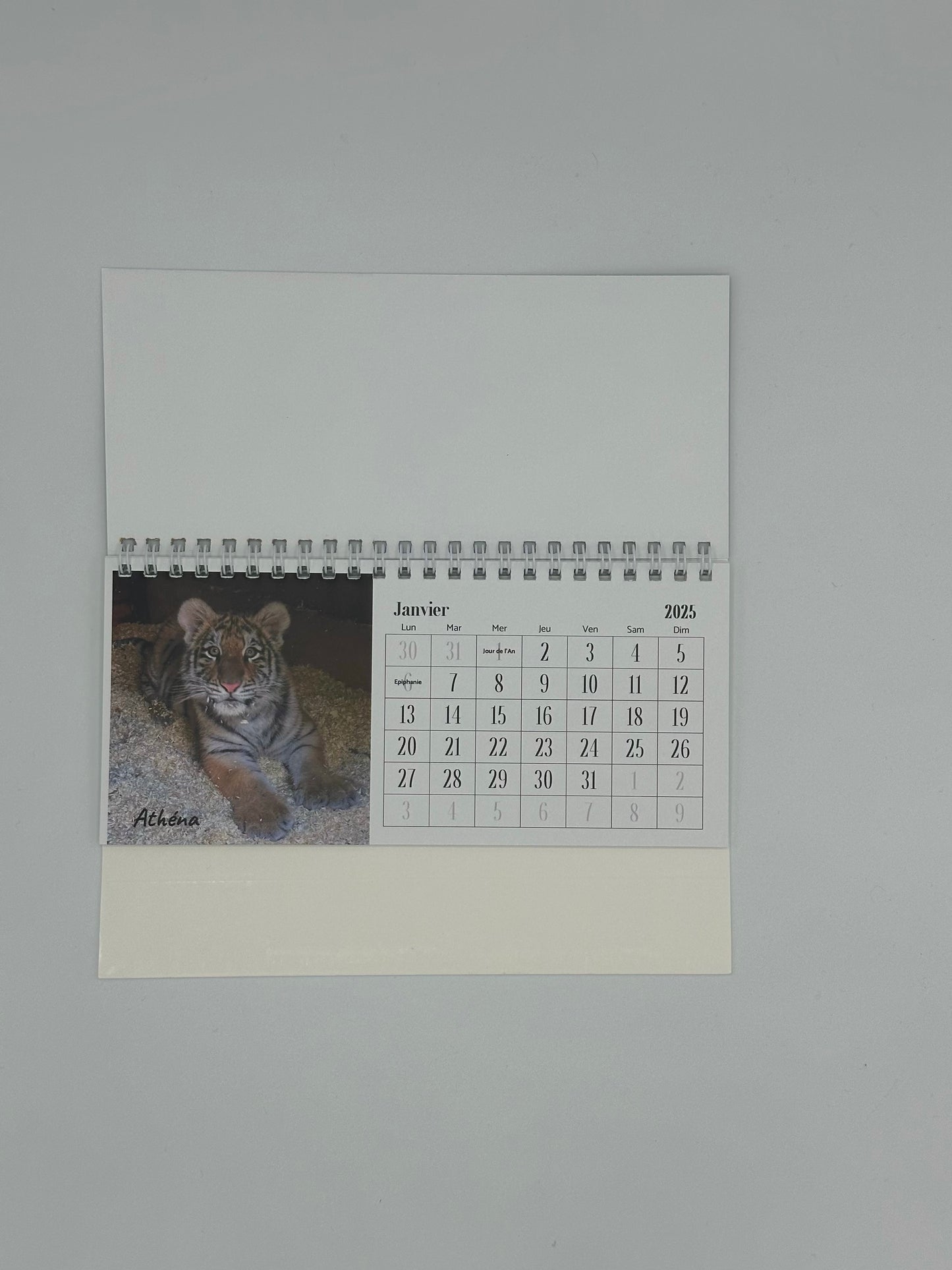 Calendrier de bureau 2025 - Caresse de Tigre