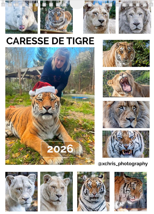 Calendrier 2026 Caresse de Tigre - Edition limitée